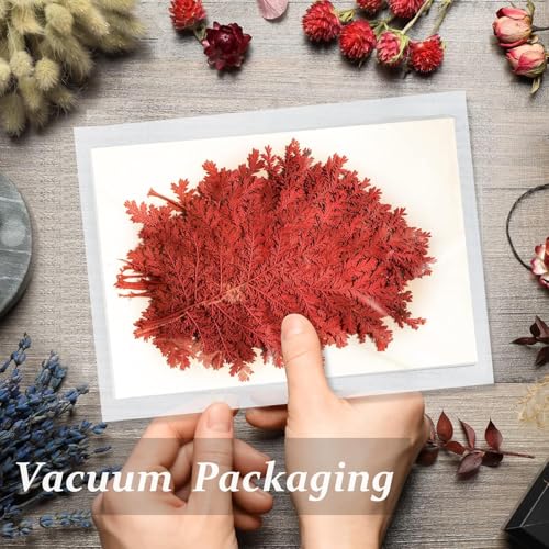 Hojas Secas Rojas Prensadas para Artesanía, 42PCS miniatura 3