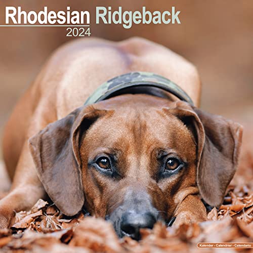 Rhodesian Ridgeback Calendar - Dog Breed Calendars - 2023 - 2024 wall calendars - 16 Month by Avonside