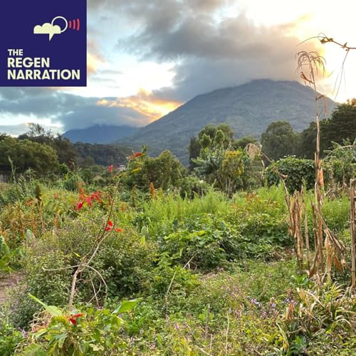 Avance: Un regreso a la tierra Maya para el lanzamiento de cuatro historias de regeneración