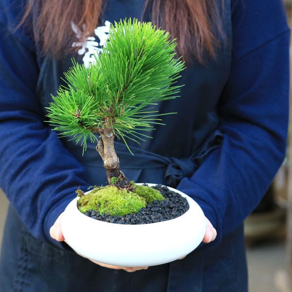 Amazon.co.jp: 盆栽：黒松（モダン陶器鉢 ）*苔と富士砂付き くろまつ