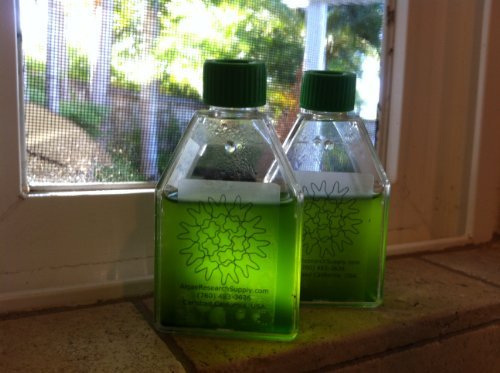 Algae Research Supply Algae Culture-Nannochloropsis, Perfect for School Science Fairs/Projects, Experiments & Classrooms