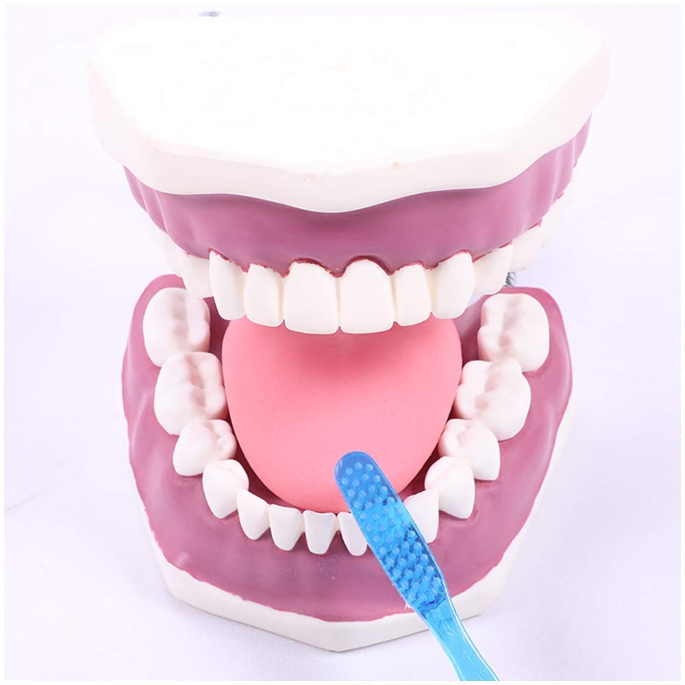 Model Anatomiczny Zęba – Model Do Pielęgnacji Zdrowia Jamy Ustnej – Odlew Modelu Zęba – Model Do Nauki Higieny Jamy Ustnej W Przedszkolu