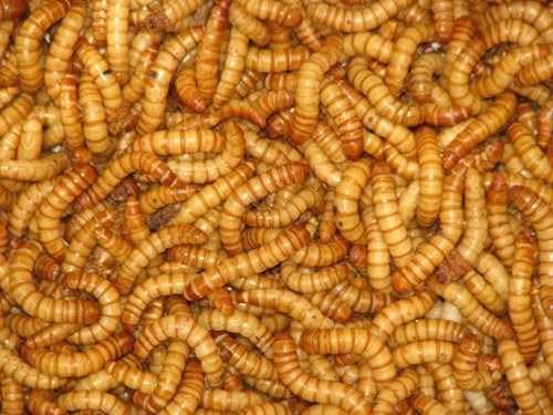 250 Live Mealworms LARGE!
