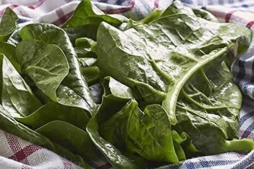 100pcs Seeds of Green Stem Malabar Vietnamese Spinach; m?ng t?i, Basella alba Heirloom Non-GMO