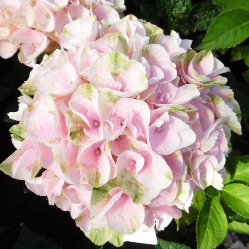 Vivai le Georgiche - Pianta vera di Hydrangea macrophylla "Rembrandt Elegant Rosa" Hydrangea macrophylla 'Hore0031' Ortensia 'Rembrandt Elegant Rosa' - vaso Ø 21 cm