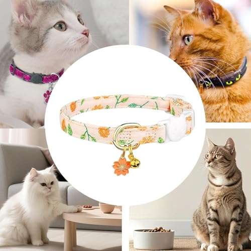 Collier de chat de boucle de sécurité pour les aventures en plein air