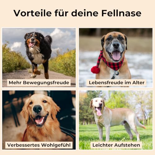 DOG NATIVE GelenkFit für Hunde, hochdosiertes Gelenkpulver mit Grünlippmuschel, MSM, Chondroitin & Kollagen, natürliches Pulver für Gelenke, 175g