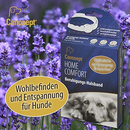 Canosept Home Comfort Beruhigungshalsband - Hundehalsband mit Baldrian & Lavendel fördert Wohlbefinden & Entspannung bei Hunden