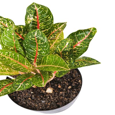 See full amazon price history chart for Ashokavanam Aglaonema Chinese evergreen plant (dona carmen) Ashokavanam Aglaonema Chinese evergreen plant (dona carmen) (B097C9TX1G) Amazon Price History, Amazon Price Tracker