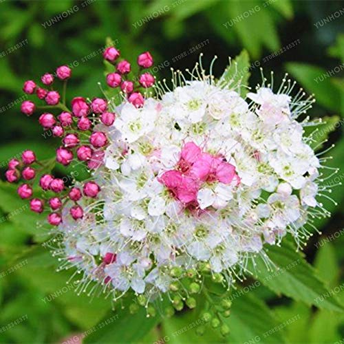 . 100 Pz Spiraea Bonsai Molto bello raro perenne fiore bonsai Per la casa fai da te giardino bonsai Piante Germoglio del 95% Facile da coltivare: 3: Only Seeds - Afbeelding 5