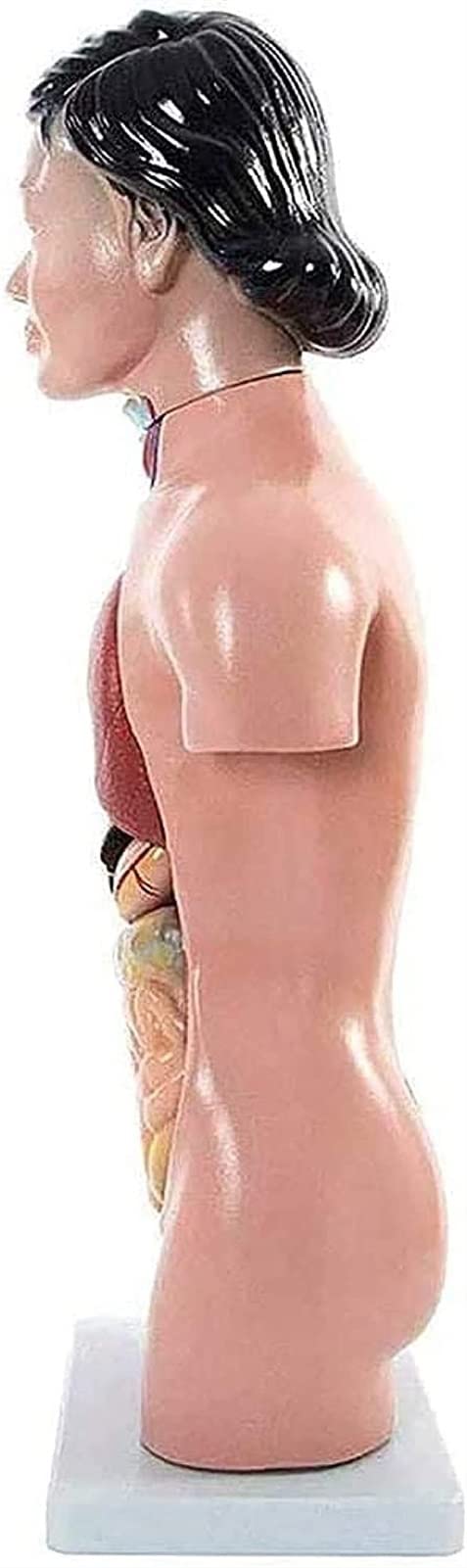 Model tętniczy człowieka, model anatomii anatomicznej człowieka, materiał z żywicy syntetycznej anatomiczna anatomia medyczne materiały dydaktyczne sprzęt