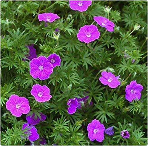 Hardy Geranium sanguineum Vision Violet x 3 Large Plug Plants Hardy Perennial