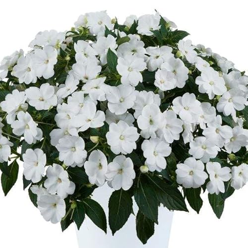 White New Guinea Impatiens Live Plants, Pure White Flowers, Compact