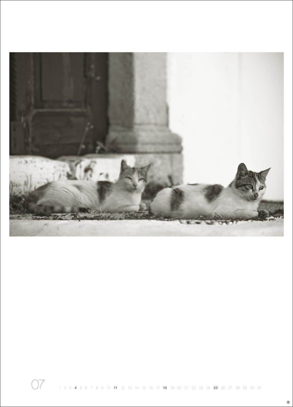 Cats Edition Kalender 2027: Elegante Samtpfoten in schwarz-weiß in einem XXL-Kalender. Tierkalender 2027 im Großformat. Hochwertiger großer Fotokalender für Katzenfans.