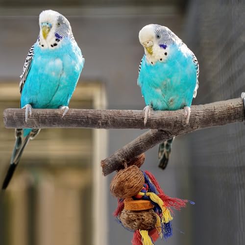 Image of kathson Natural Bird Perches for Cage,Wooden Parrot Stand Branch with Chewing Nuts Toys Exercising Standing Parakeet Cage Accessories for Conures Budgies Finches Cockatiels Lovebird (2 PCS)