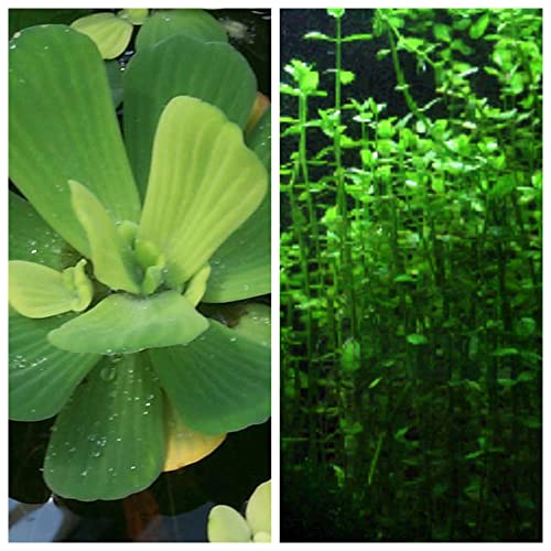 11 Best Floating Aquarium Plants Reviewed Aqua Movement