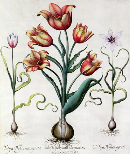 Affiche Toile Tulipa gravure ancienne Basilius Besler pour insuffler une poésie rétro à vos murs