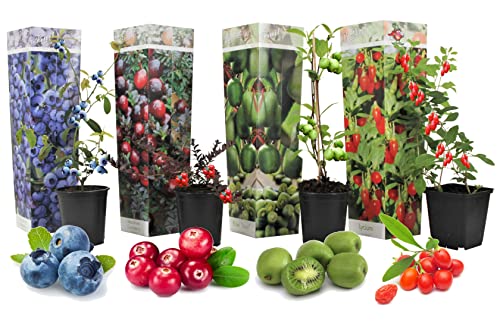 Plant in a Box - Smoothie Mix de 4 - Baie de Goji, Myrtille, Cranberry, Baie de Kiwi - Arbres fruitier rustique - Pot 9cm - Hauteur 25-40cm