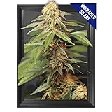Trippy Marijuana Weed Plant 3D Poster Wall Art Decor Print | 11.8 x 15.7 | Lenticular Posters & Pictures | Photo Memorabilia Gift for Guys & Girls Bedroom | Cool Hippie Psychedelic Sativa Pot Leaf Bud