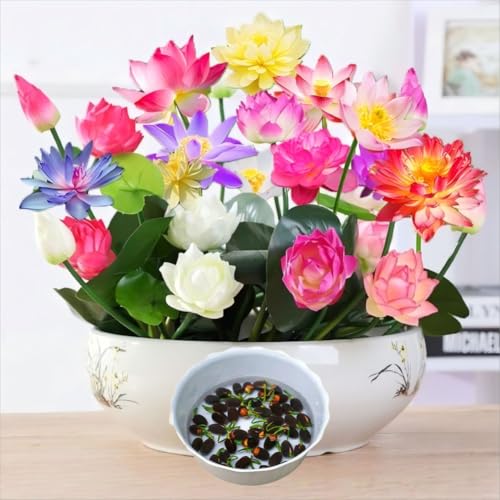 50 PCS Lotus Samen Wohnung Gemischt: Schalenlotus Samen winterharte pflanzen für Garten, Pflanzen Kräuter Samen, Bonsai Samen Blumen Balkon, Lotusblume Samen, Blumen Saatgut Schalenlotus (50 PCS)