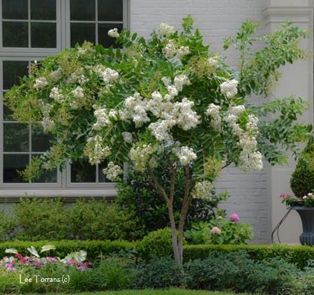 Acoma Crepe Myrtle Trees - White Blooms - Quart Containers - FIBROUS Root System - Grown by Crape Myrtle Guy - Live Plants - 1 Foot Tall (9)