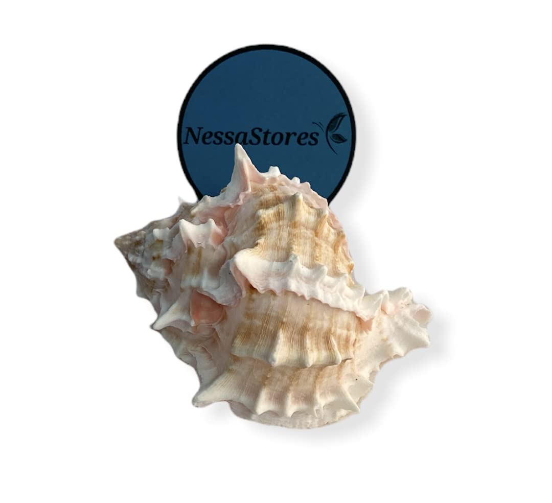 Pink Murex Sea Shells (6 Pieces) | 3.5" - 4" Natural Shells For Hermit Crabs, Crafts, Decor - View #8