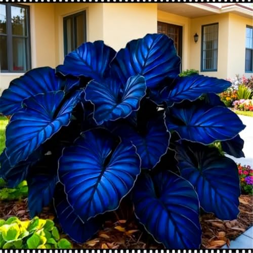 Hosta rhizomes/Cold-Tolerant hosta/Woodland Plant/Enjoy Both Flowers and Leaves/Fills Dark Corners in The Garden/That Grow Fast/Golden Jade Carving-4 Roots-B