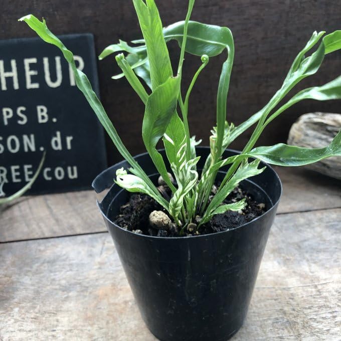 Amazon｜アスプレニウム ニダス バリエガータ 斑入り シダ 観葉植物