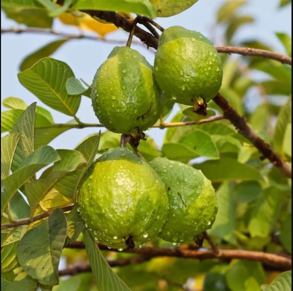 Image of Taiwan Pink Guava, Rare Dwarf Variety, Grafted Live Plant Short Time Fruit,Pack of 1