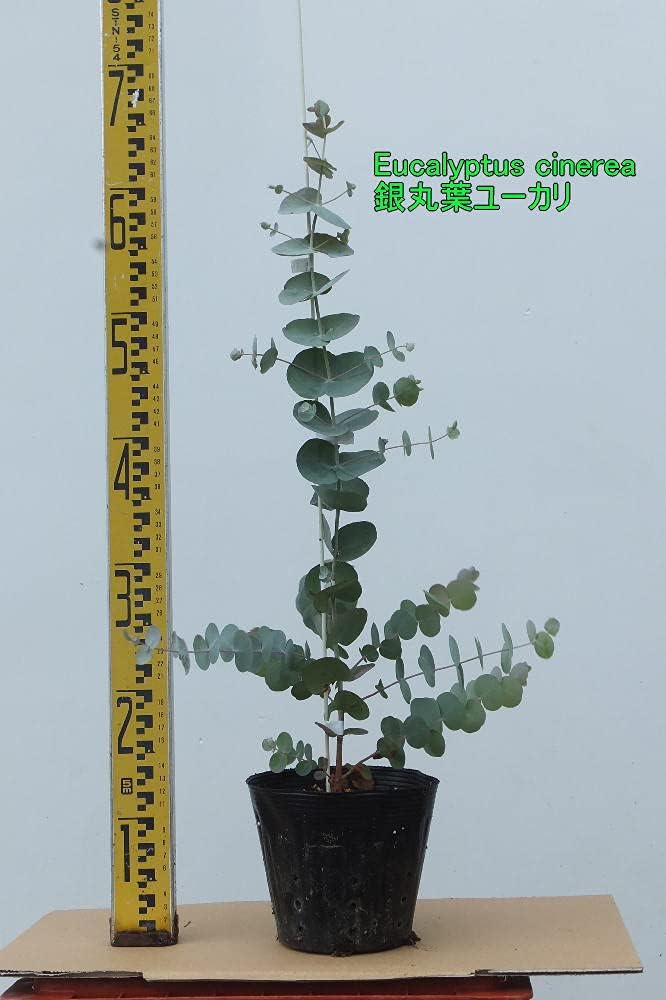 Amazon Eucalyptus Cinerea 銀丸葉ユーカリ 15cmポット 観葉植物 オンライン通販 Amazon Eucalyptus Cinerea 銀丸葉ユーカリ 15cmポット 観葉植物 オンライン通販