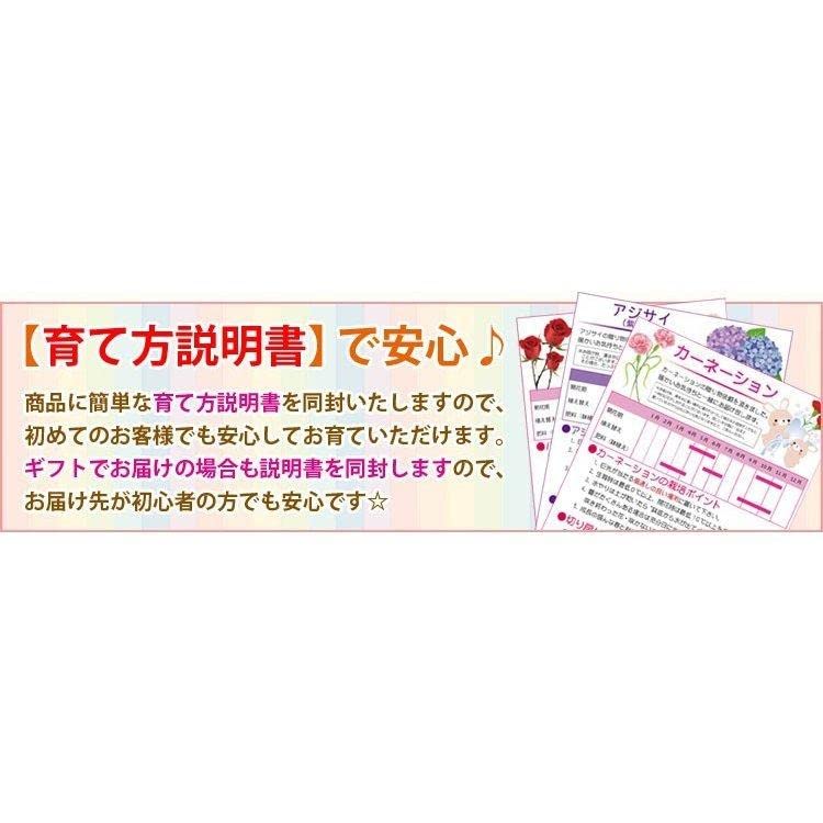 Amazon.co.jp: 遊恵盆栽 桜盆栽：ミニ御殿場桜*（瀬戸焼白丸鉢