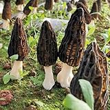 Comprar colmenillas, semillas, setas exóticas resistentes de invierno, resistentes para el jardín. de hongos, raras para 130pcs