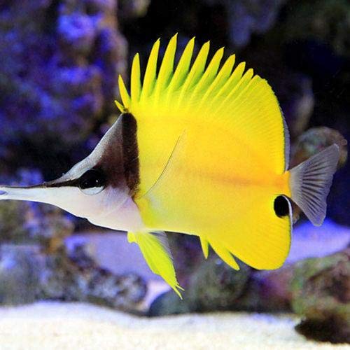 （海水魚）フエヤッコダイ（１匹） チョウチョウウオ 北海道・九州・沖縄航空便要保温