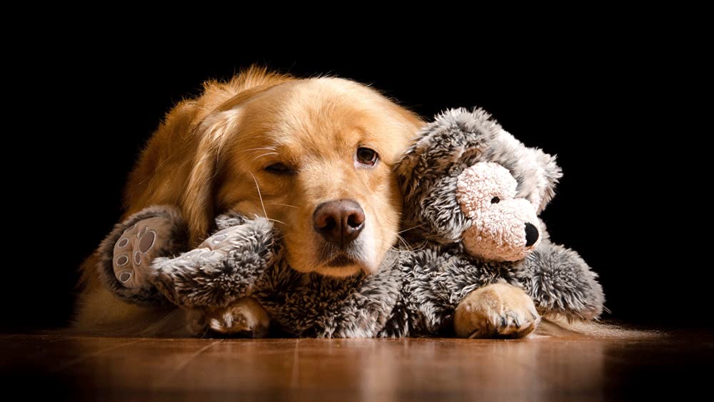 znwrr Adult/Child Pet Dog Diamond Painting Kit 5D Painting Art DIY Real Photo Golden Retriever Lying On A Doll Round Drill/Full Drill Wall Decoration Rhinestone 30x40cm
