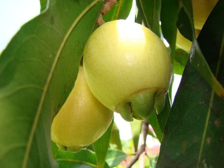 GreenWorld Special Yellow Rose Apple Plant,Gulab Jamun (Pack Of 1) Healthy Live Plant,Fruit After 1 Year (B0CCLBPFD7) Amazon Price History, Amazon Price Tracker