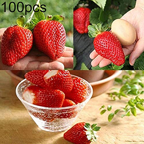 good01 100Pcs Red Strawberry Seeds For Growing,Delicious Fruits Seeds For Planting At Home Garden Yard Red Strawberry Seeds