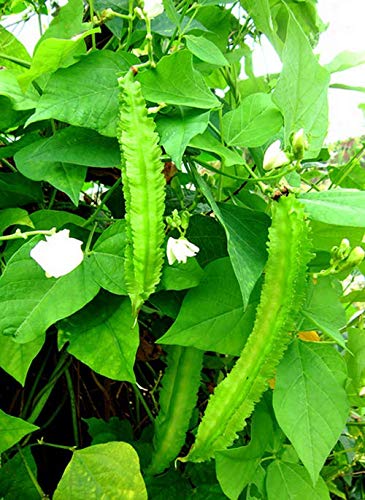 Arlo Rare Hybrid Winged Bean Vegetable Seeds (B07HV286WW) Amazon Price History, Amazon Price Tracker
