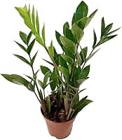 Muda Mini Zamioculca Zamio Planta Da Fortuna Com Vaso Planta Natural Folhagem