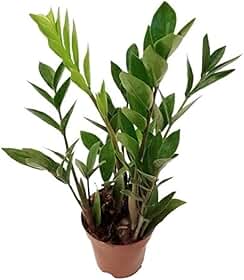Muda Mini Zamioculca Zamio Planta Da Fortuna Com Vaso Planta Natural Folhagem