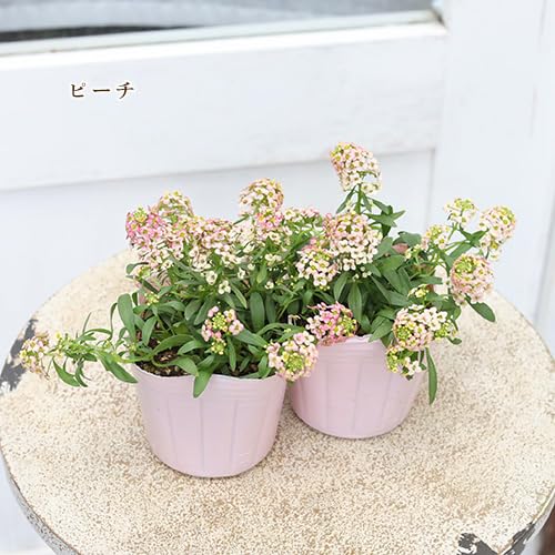 Amazon.co.jp: 【2苗セット】 花苗 スイートアリッサム ピンク