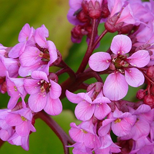 Bergenie Bergenia Hybride Herbstblüte hell-violettrosa im April-Mai, Sept. Staude im1 Liter Topf