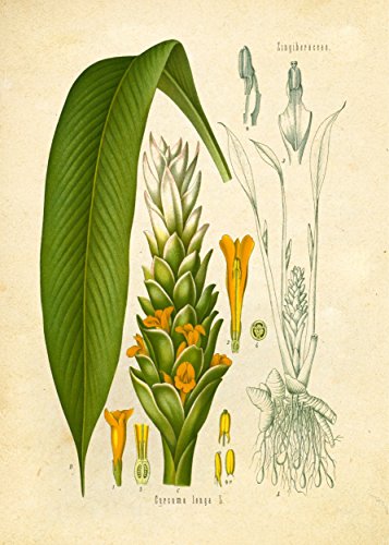 Arte de parede vintage com estampa botânica – Páscoa, ervas e especiarias indianas – Conjunto de 6 –