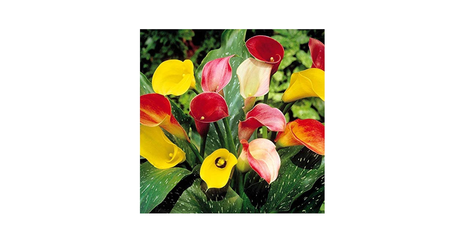 Lilly Pre-order Longfield Gardens Lily Collections, 40-bulbs | Costco