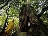  Yakushima und der Murou-ji Tempel in Nara