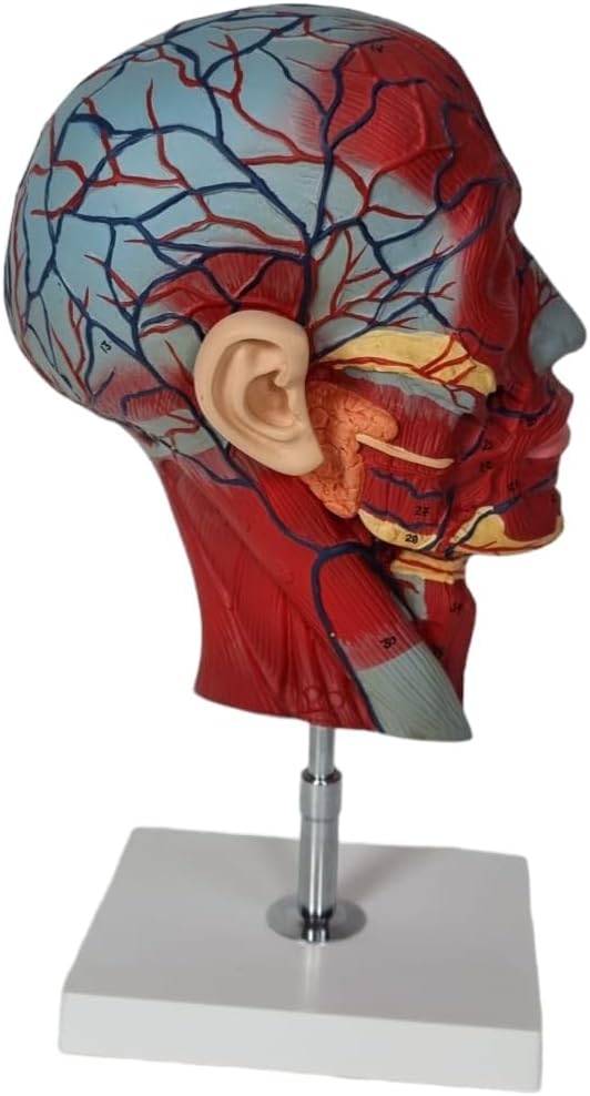 Half Head Model with Comprehensive Head Anatomy - Detailed Neurovascular Structures, Cranial Nerves, Blood Vessels, and Facial Nerves