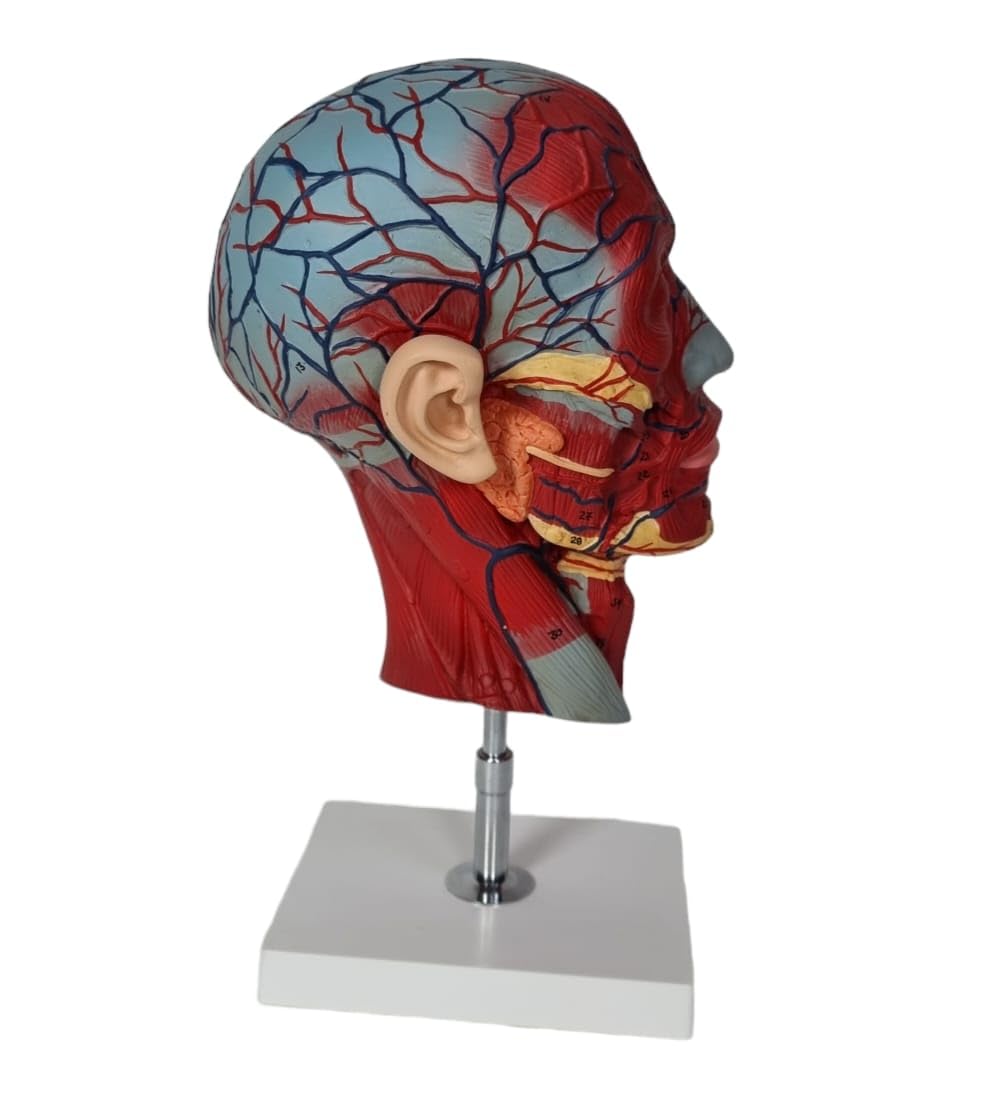 Half Head Model with Comprehensive Head Anatomy - Detailed Neurovascular Structures, Cranial Nerves, Blood Vessels, and Facial Nerves