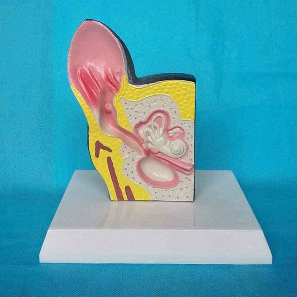 Model Anatomii Model Ucha Psa, Anatomiczny Materiał PVC - Modele Medyczne I Materiały, Model Edukacyjny - Pomoc Medyczna Weterynaria