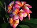 Heirloom 5 Seeds Plumeria Mixed Colors Flower Colorful Fresh & High Quality Seeds Plumeria Fubra Frangipani T005