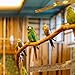 CZWESTC 8PCS Natural Wood Bird Perches for Cage, Wooden Parrot Perch Stand,...