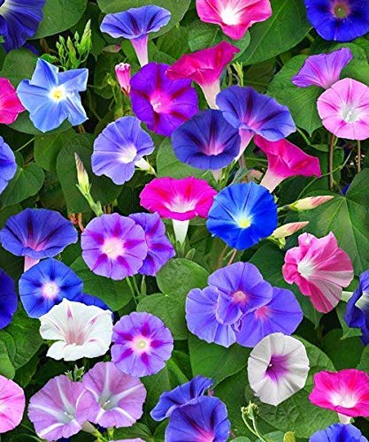 GREENWILL Flower Seeds Morning Blue Flowering Creeper Plant Seeds For Home Balcony And Garden- 20 Seeds (B093F9WDW5) Amazon Price History, Amazon Price Tracker